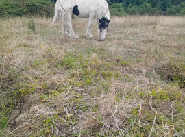 Traditional gypsy cob filly for sale