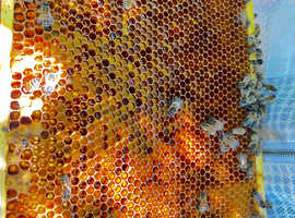 WANTED.....1/2 acer field for honey bees