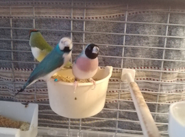 Gouldian finches for sale