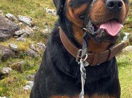 Rottweiler for sale