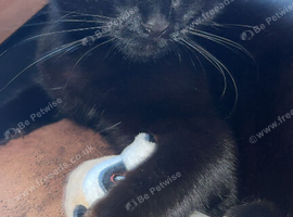 cat in smithton