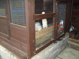 hob ferret