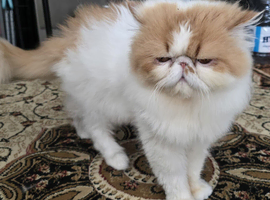 Pedigree Persian CFA Champion Male Cat