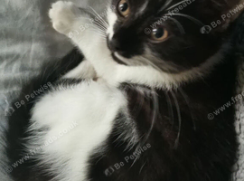 11 week old female kitten