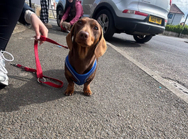 1 female 1Male to rehome