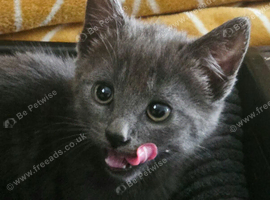 Gorgeous 8 week old grey/blue kitten