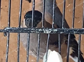 Bullfinches goldfinches budgies and many more