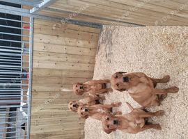 Fox red labrador pups
