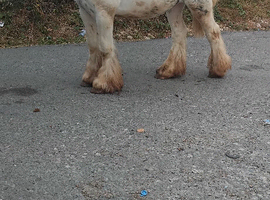 Blue and white gelding