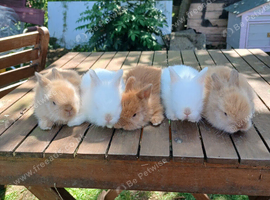 Beautiful dm lionheads to reserve