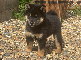 Champion line female Shiba Inu puppy