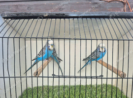 Male budgies available