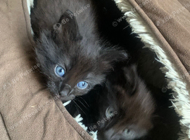 9 weeks old kittens