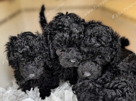 Toy poodle puppies (afterglow)