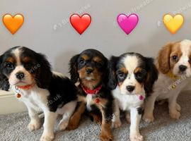 Beautiful health tested cavalier King Charles