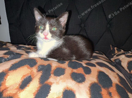 Female tabby