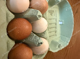 Fertile 6 chicken eggs all different breeds