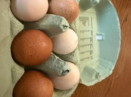 6 mixed breed chicken eggs