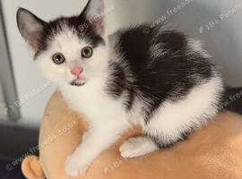 Lovely female black and white kitten