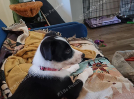 Forever home