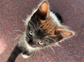 Beautiful kittens ready for a loving home :)