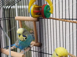 Pair of breeding budgies