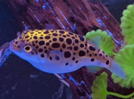 Pufferfish