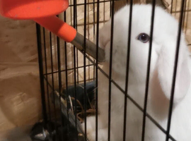 Beautiful, blue eyed Female White Pure breed 8. 5 week old mini lop baby rabbitt..