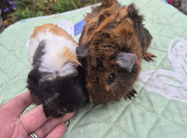 Beautiful Baby Guinea Pig Sows
