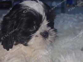Shih Tzu puppies for sale