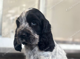 Beautiful full show cocker spaniels