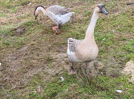 Chinese geese