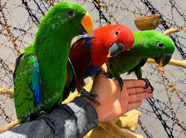 Friendly Baby HandReared Super Tame Cuddly Eclectus Parrot,26