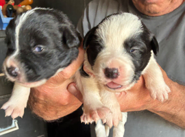 Puppies