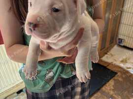 5 puppy&rsquo;s for sale