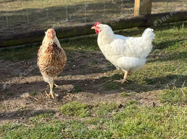 Laying Hens