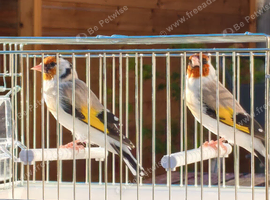 Siberian goldfinch