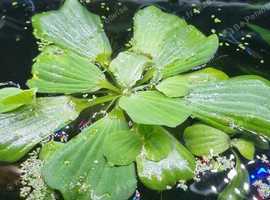Aquarium Plants
