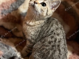 Gccf Handsome male British shorthair kitten