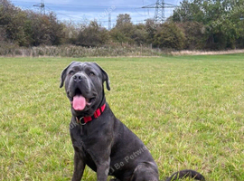 Temporary foster home needed