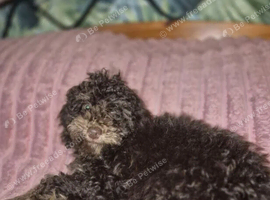 2 stunning cockapoo puppies