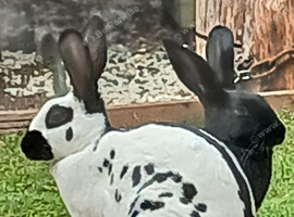 Enlish spot rabbits black