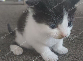 Kittens
