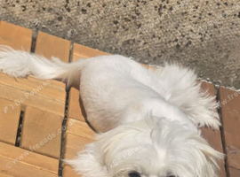 Miniature Maltese