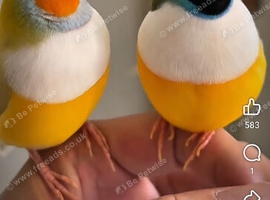 Need Gouldian Finches