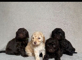 f1b cockapoos