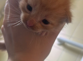 mixed kittens