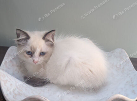Last female ragdoll kitten