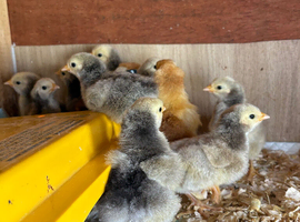 Silve laced orpington chicks 3 days old pic of parents on ad