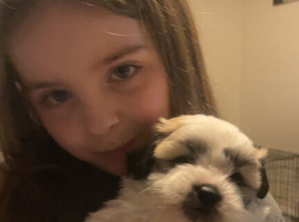 Shi tzu mixed bichon frise